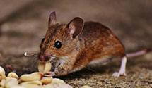 24 Hour & Emergency Exterminators in Plumsted Twp, NJ
